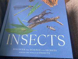 Insects